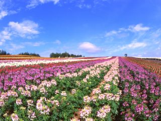 展望花畑四季彩の丘 展望レストラン 一般社團法人美瑛町觀光協會