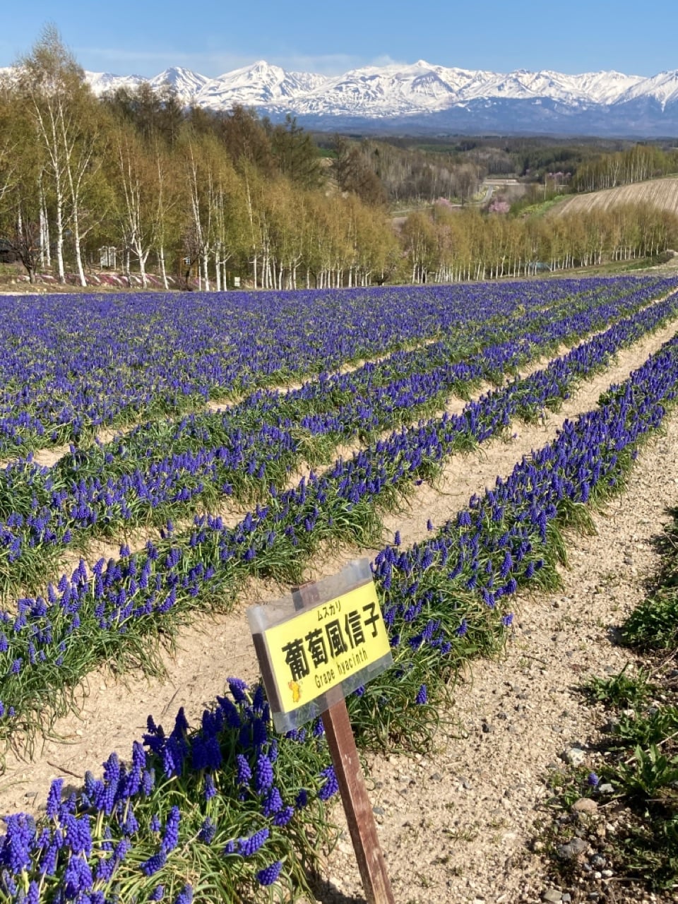 四季彩の丘にもお花が咲き始めました Biei Tourist Association